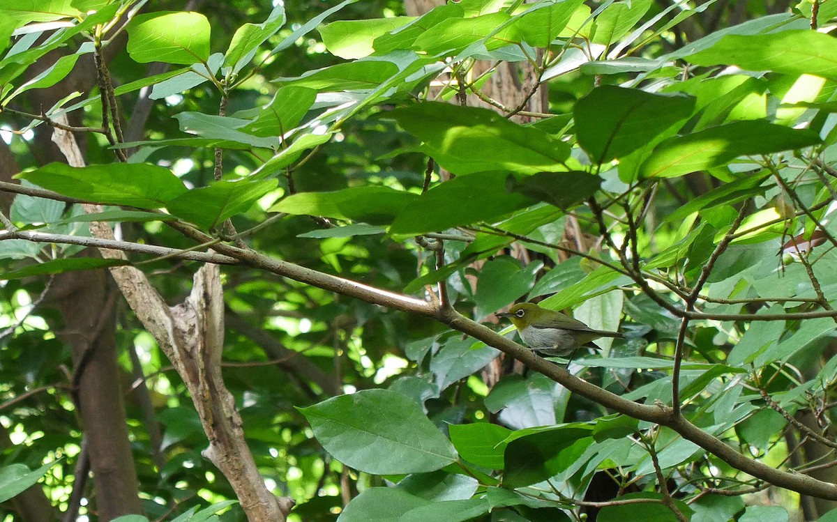 Warbling White-eye - ML205054121