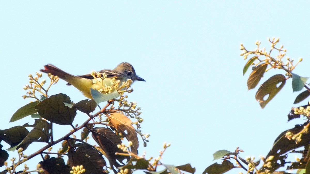 Great Crested Flycatcher - ML205054441