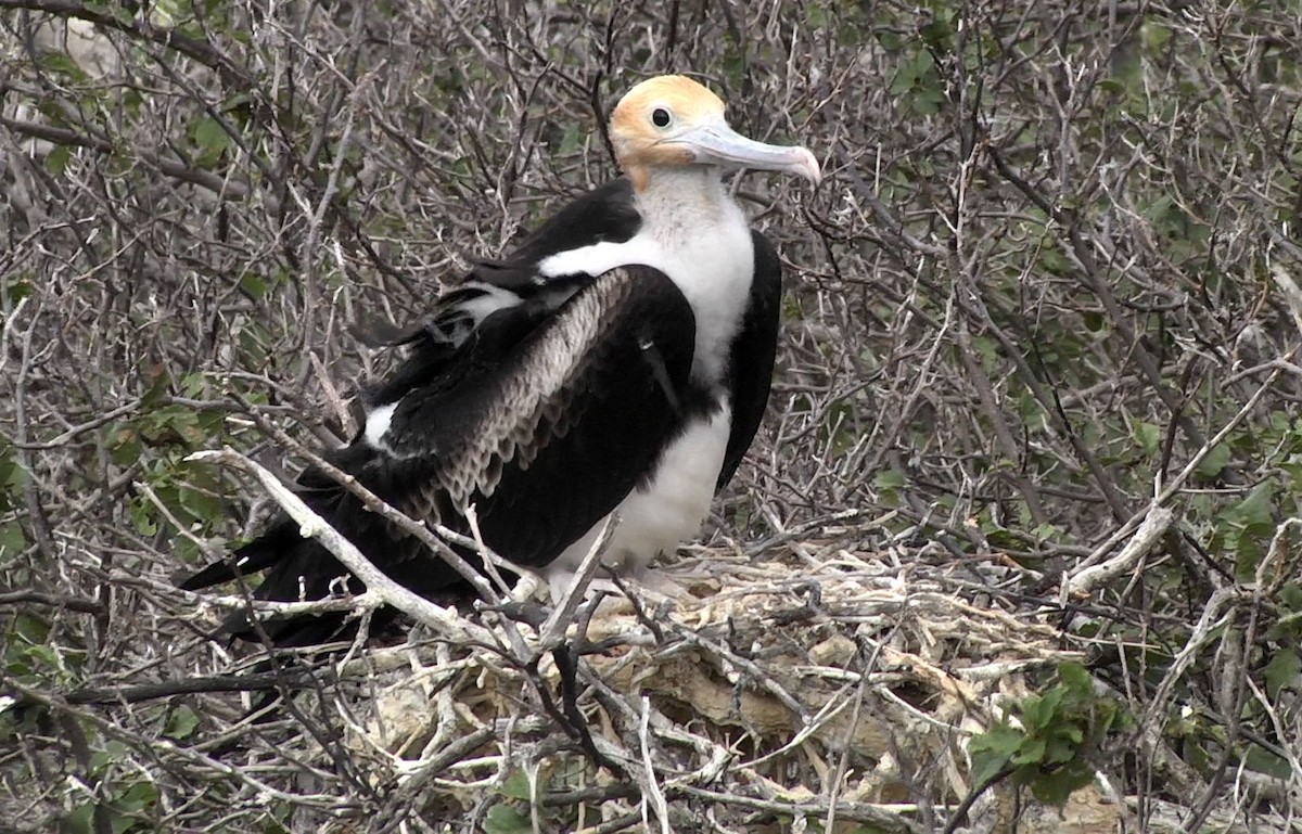 Great Frigatebird - ML205054561