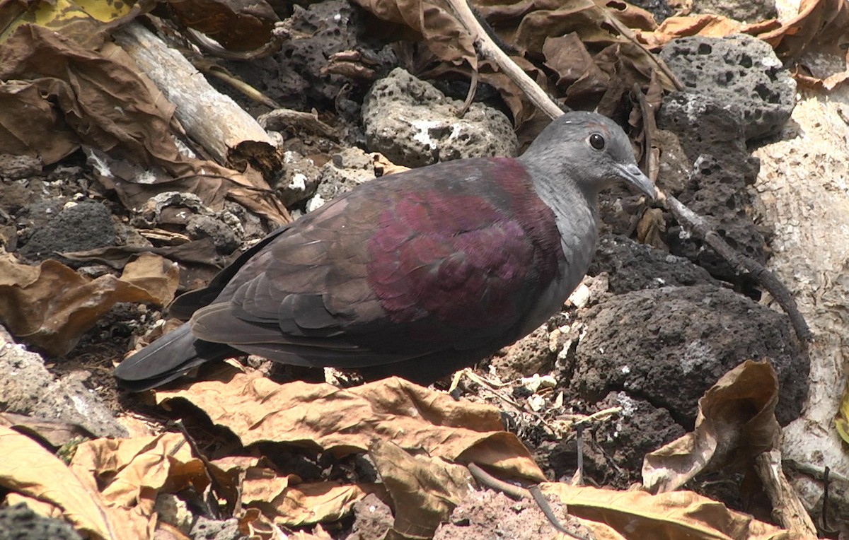 Marquesas Ground Dove - ML205054601