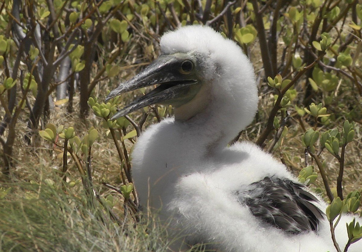 Masked Booby - ML205054611