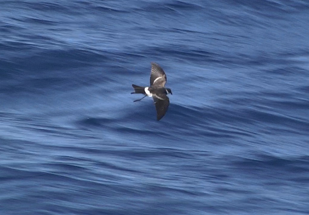 Polynesian Storm-Petrel - Josep del Hoyo