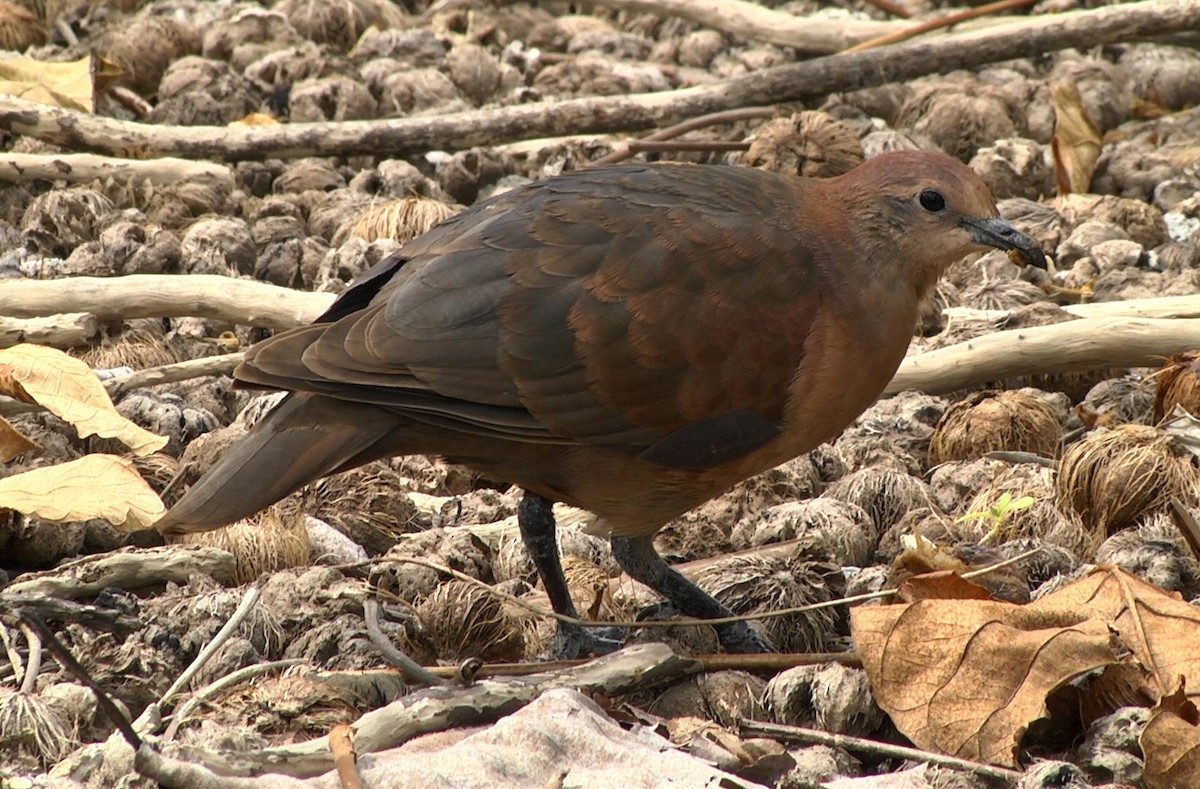 Polynesian Ground Dove - ML205054741