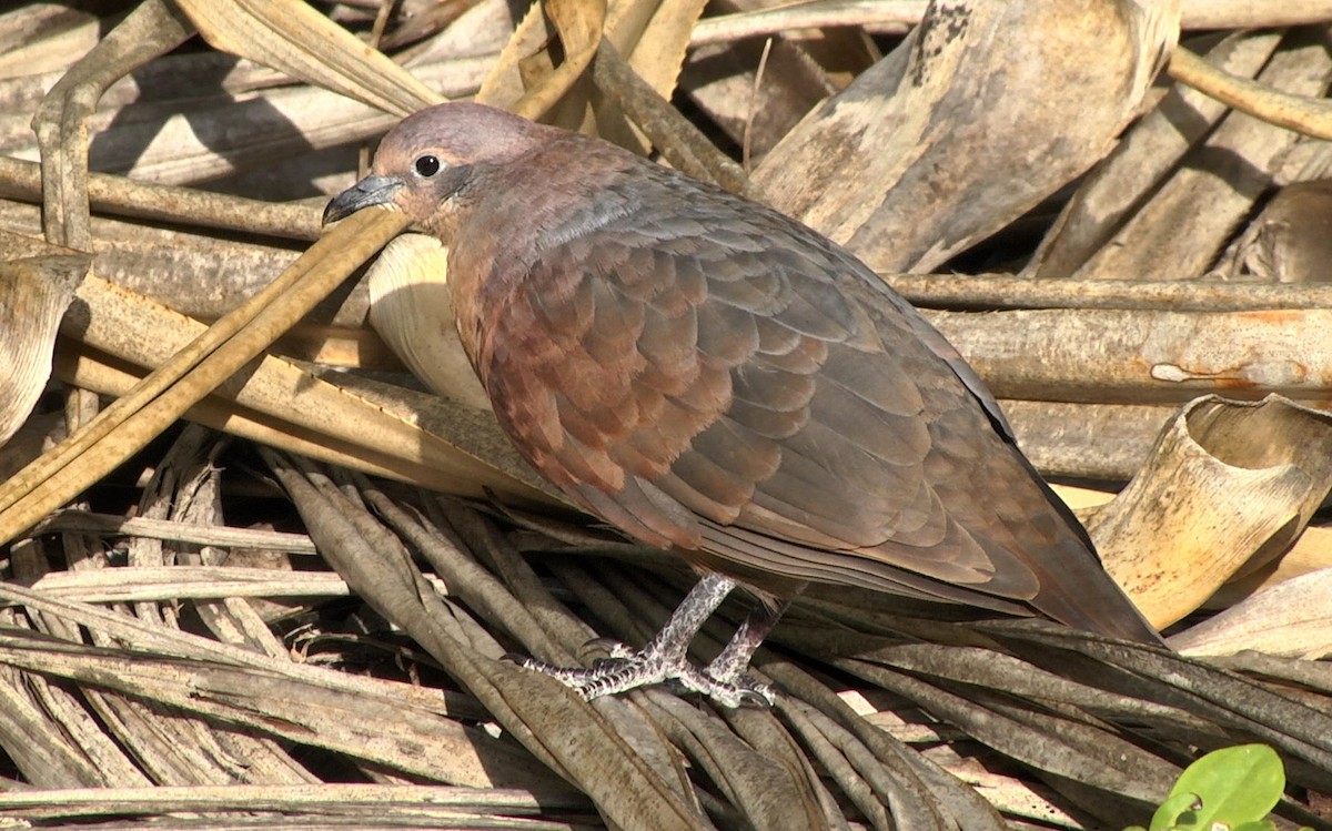 Polynesian Ground Dove - ML205054751