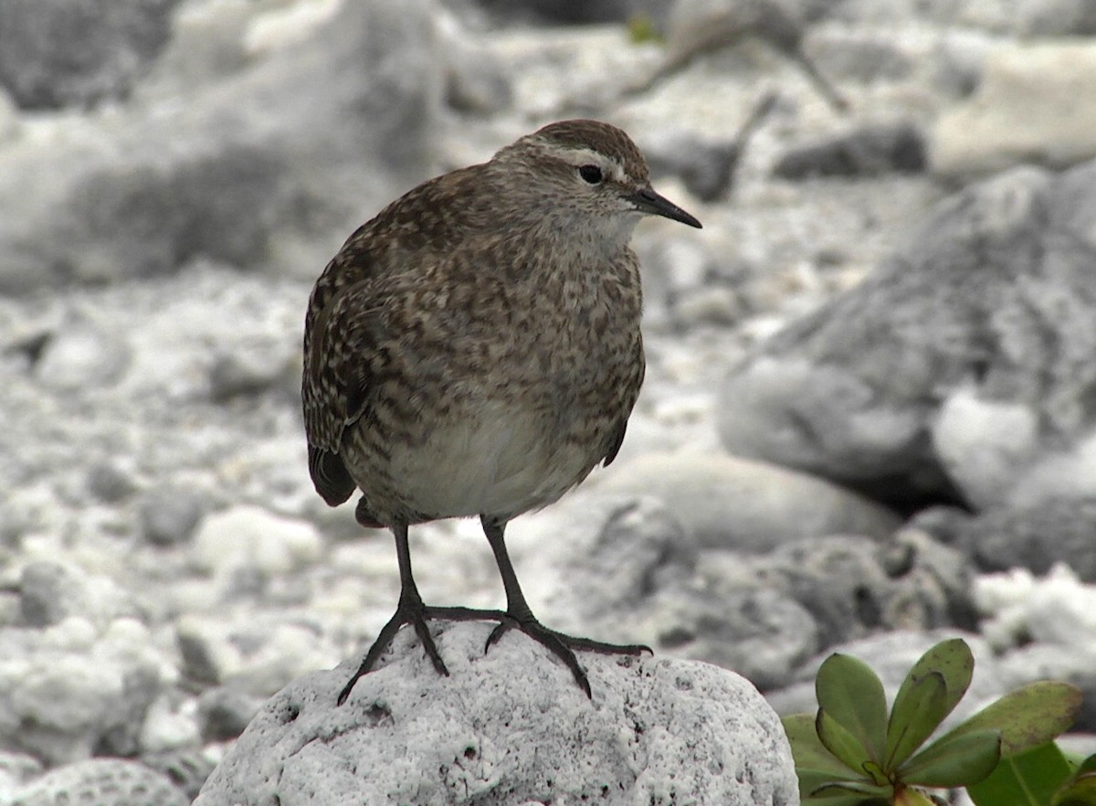 Tuamotu Sandpiper - Josep del Hoyo