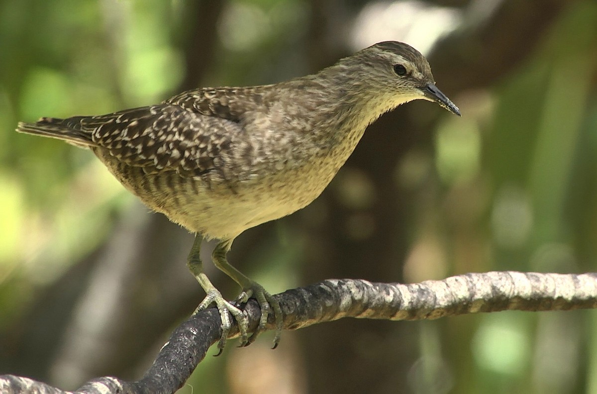 Tuamotu Sandpiper - ML205054781