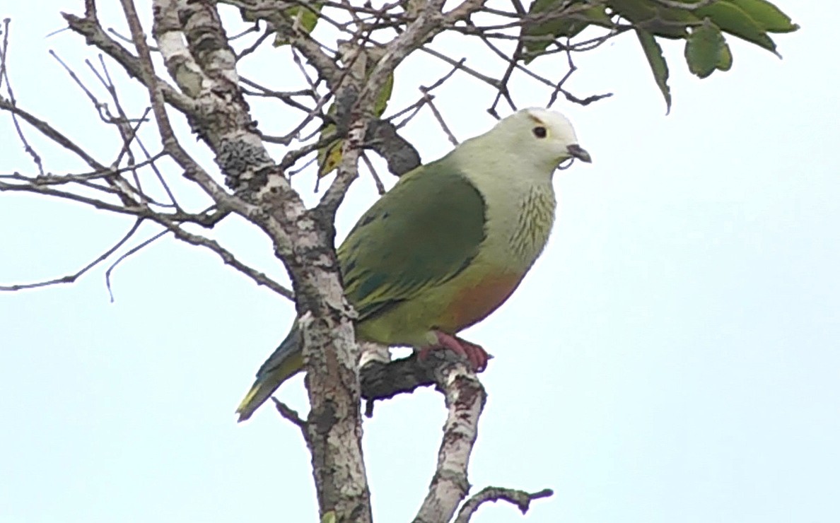 White-capped Fruit-Dove - ML205054911