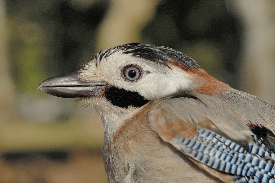 Eurasian Jay (Black-crowned) - ML205055431