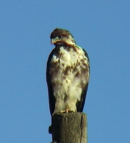 Augur Buzzard (Augur) - ML205055581