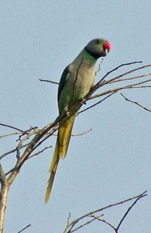 Malabar Yeşil Papağanı - ML205055631