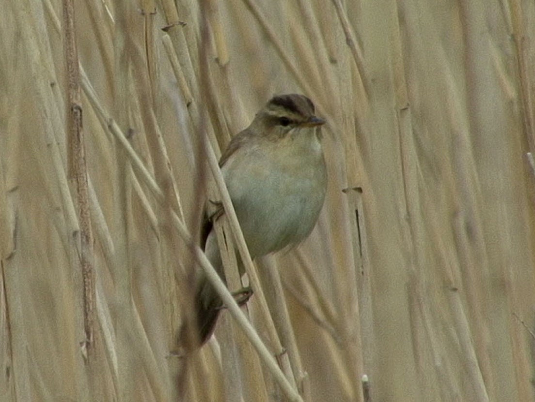 Black-browed Reed Warbler - ML205055661