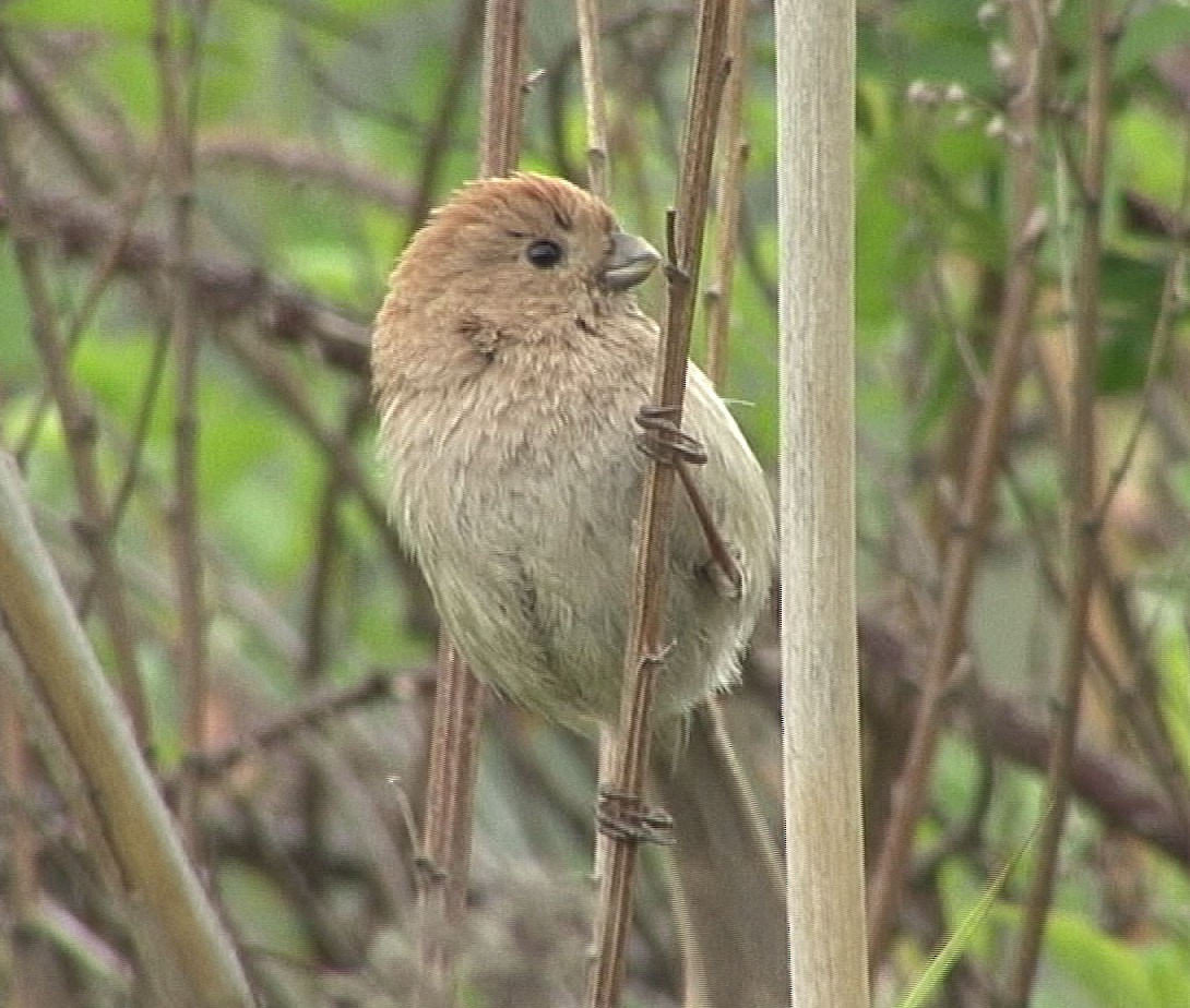 Vinous-throated Parrotbill - ML205055731