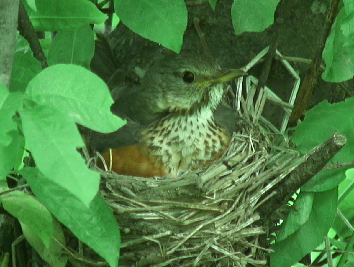 Gray-backed Thrush - ML205055751