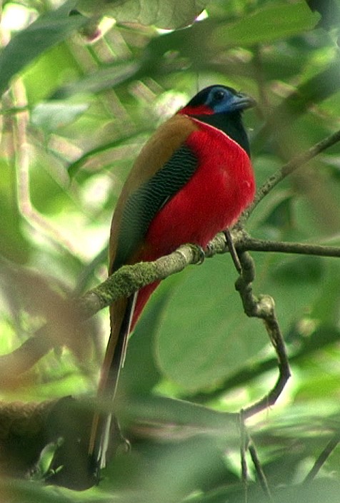 Kızıl Enseli Trogon - ML205055801