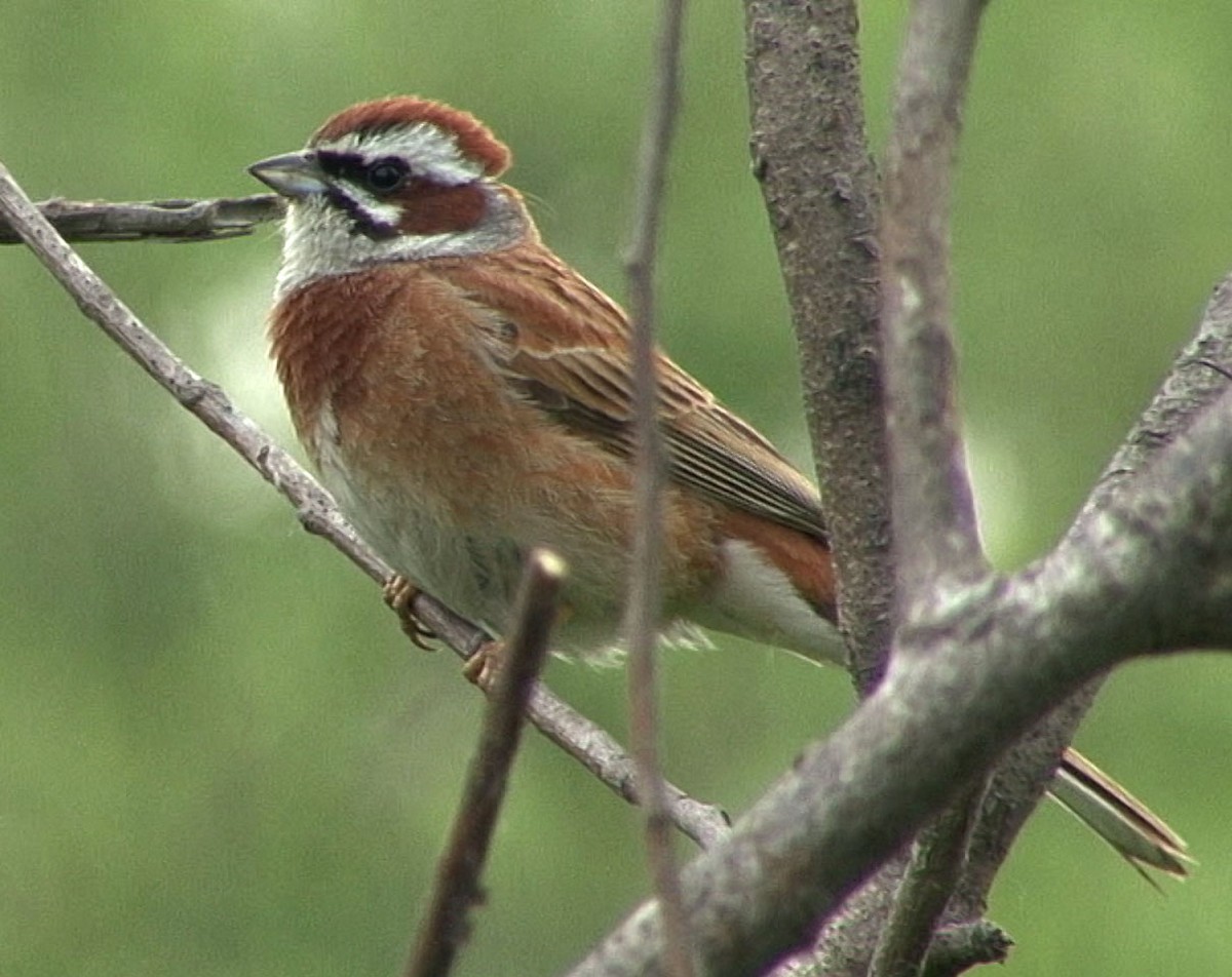 Meadow Bunting - Josep del Hoyo