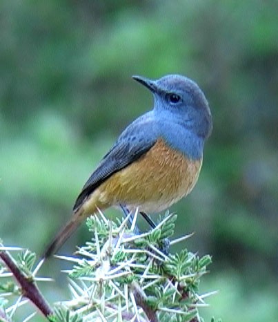 Little Rock-Thrush - ML205055951