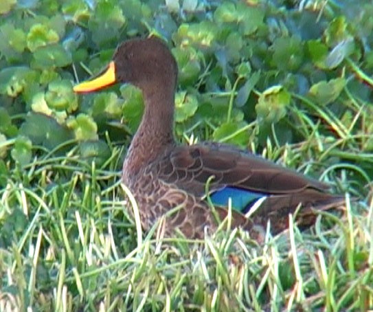 Yellow-billed Duck - ML205055971