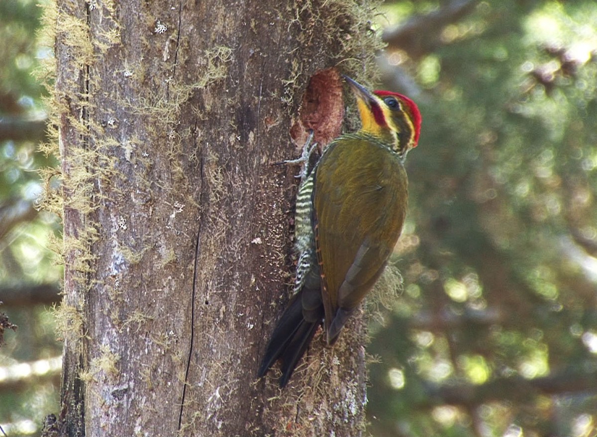 White-browed Woodpecker - ML205056031