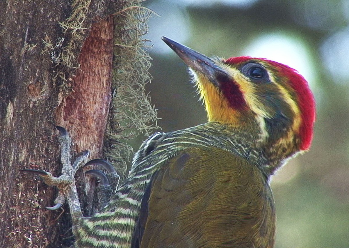 White-browed Woodpecker - ML205056041