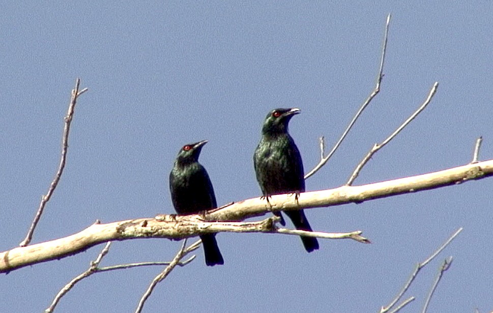 Singing Starling - ML205056051