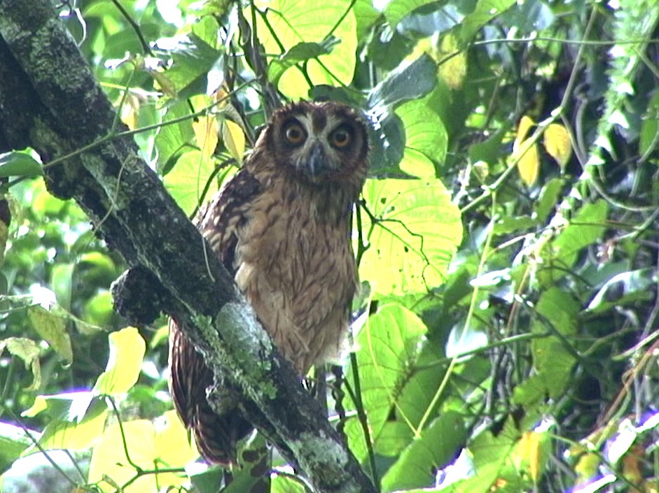 Fearful Owl - ML205056091