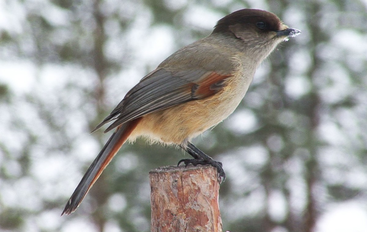 Siberian Jay - Josep del Hoyo