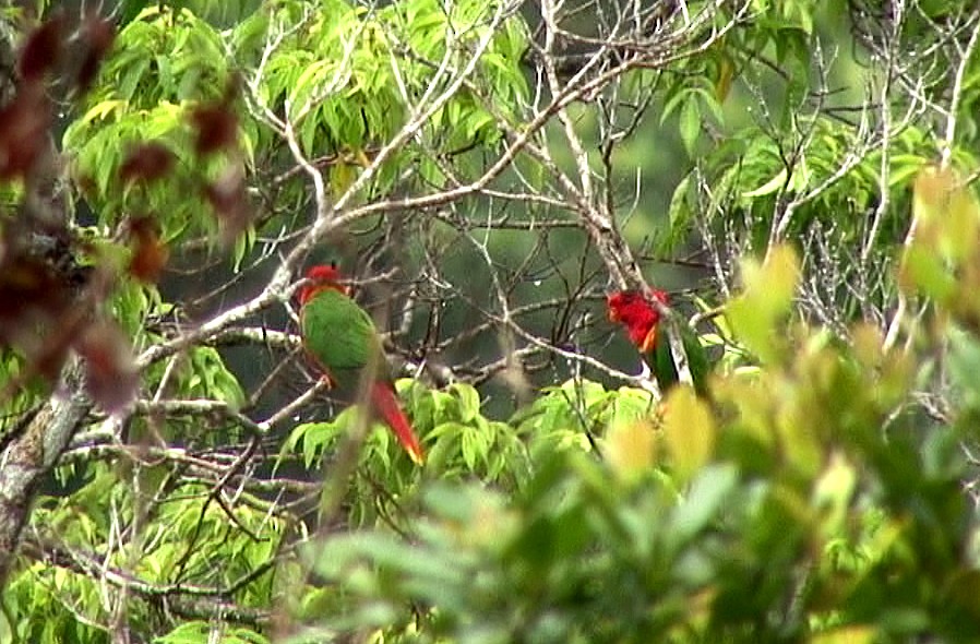 Margarita Loriketi - ML205056231