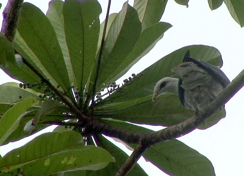 Pale Mountain-Pigeon - ML205056241