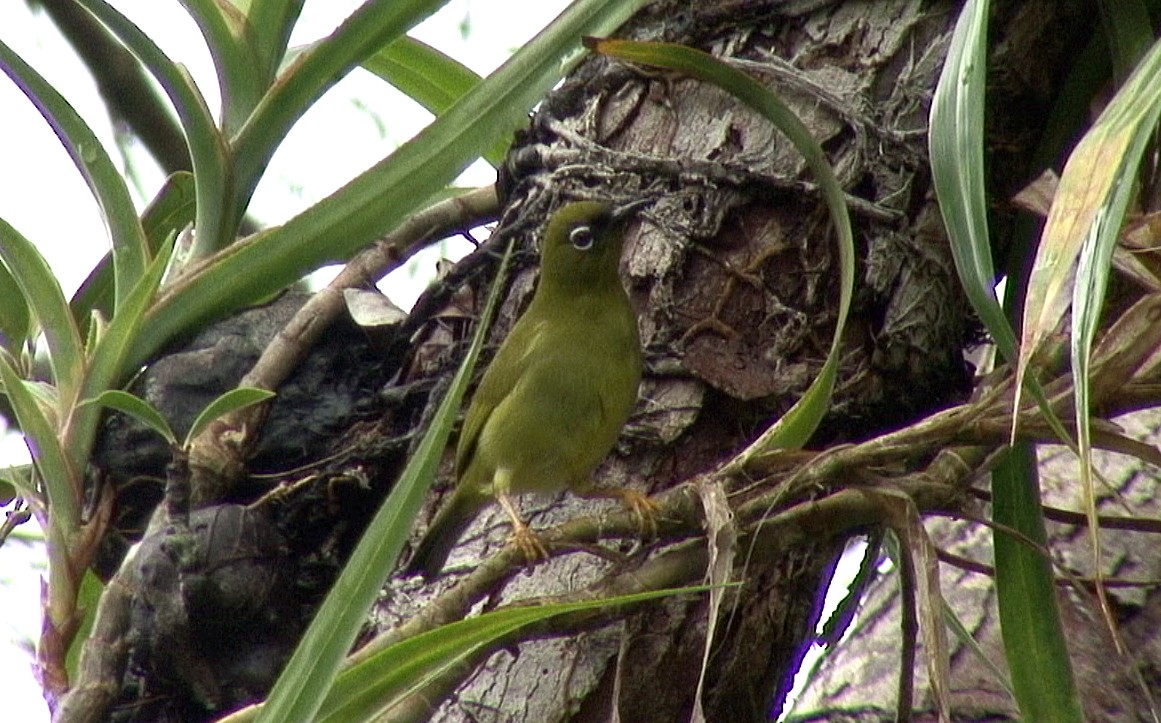 Solomons White-eye - ML205056301