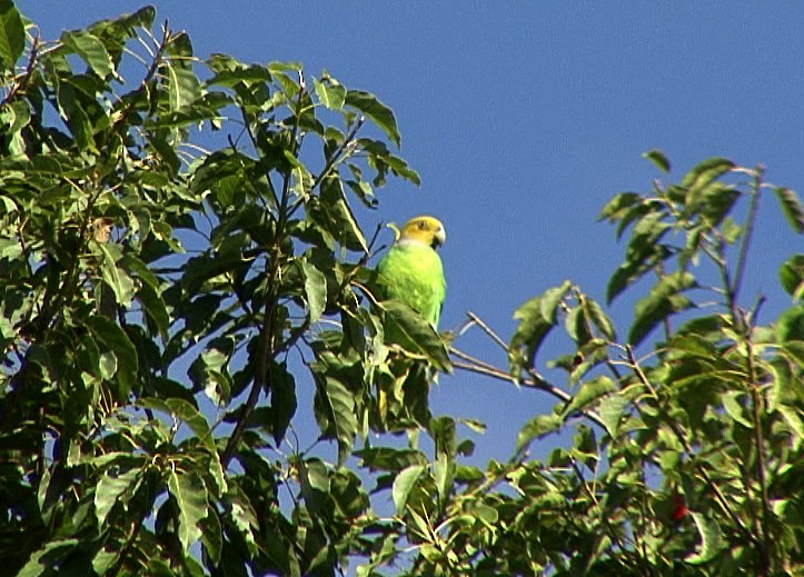 キガシラインコ - ML205056331