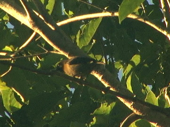 Black-headed Myzomela - ML205056341