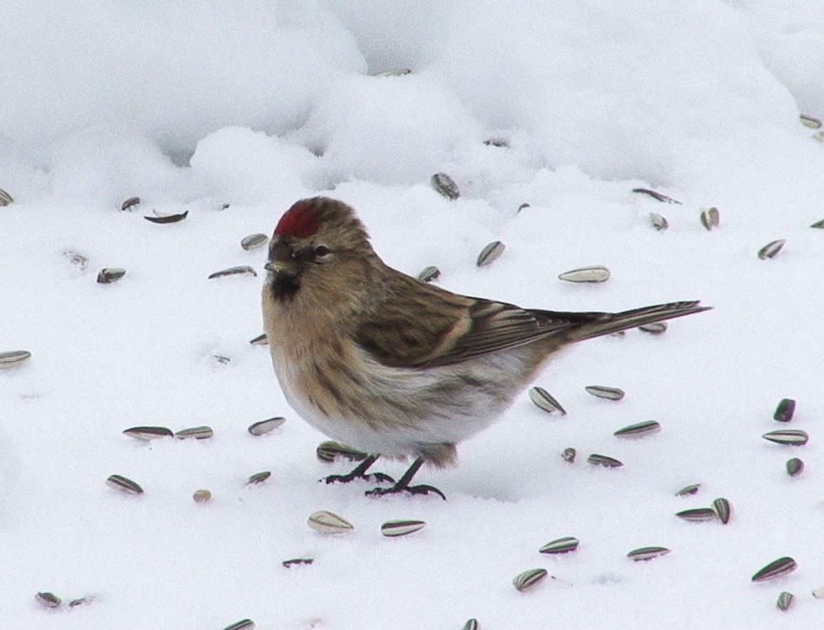 Lesser Redpoll - ML205056381