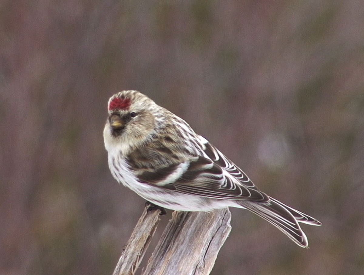 Common Redpoll (flammea) - ML205056391