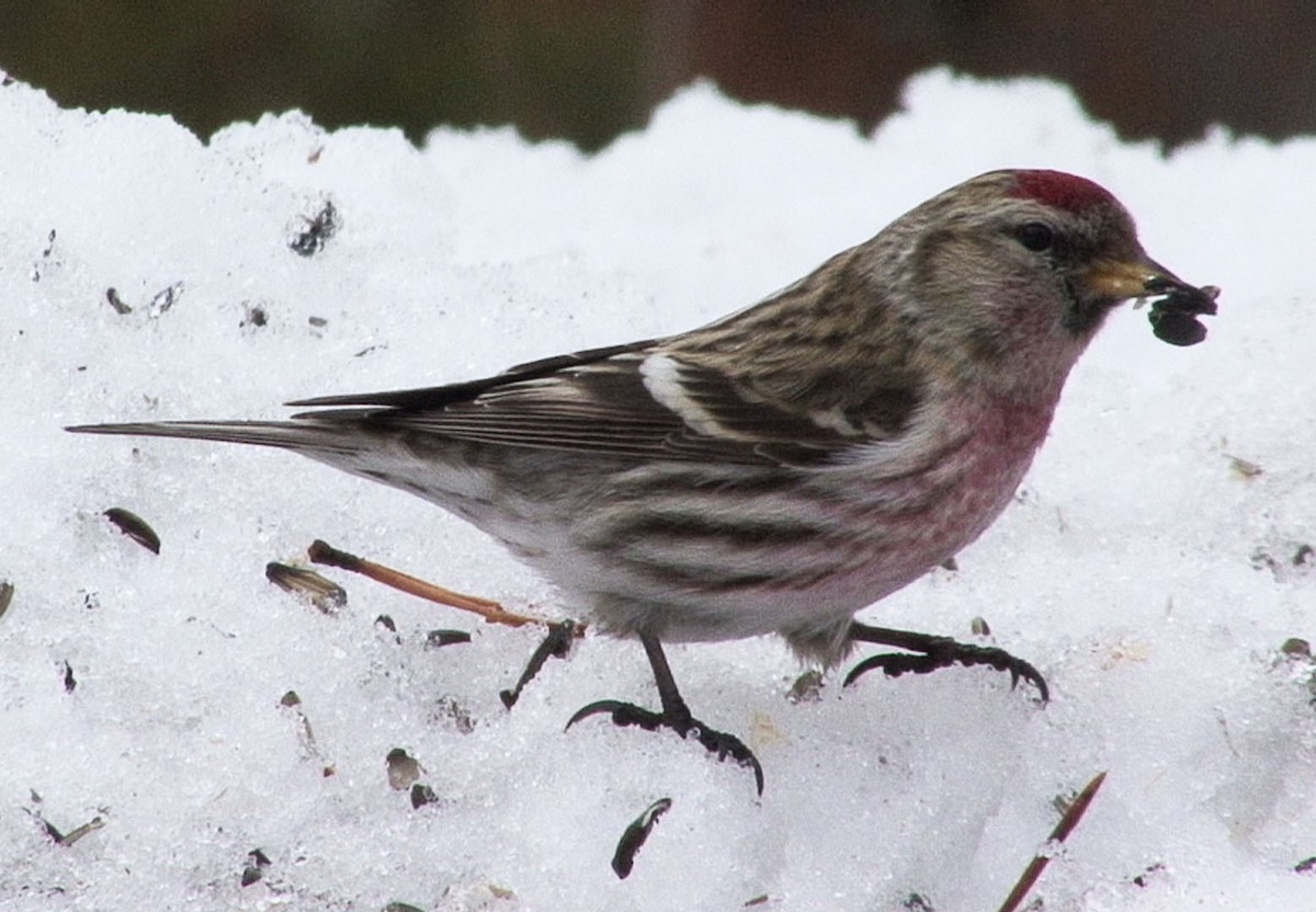 Common Redpoll (flammea) - ML205056401