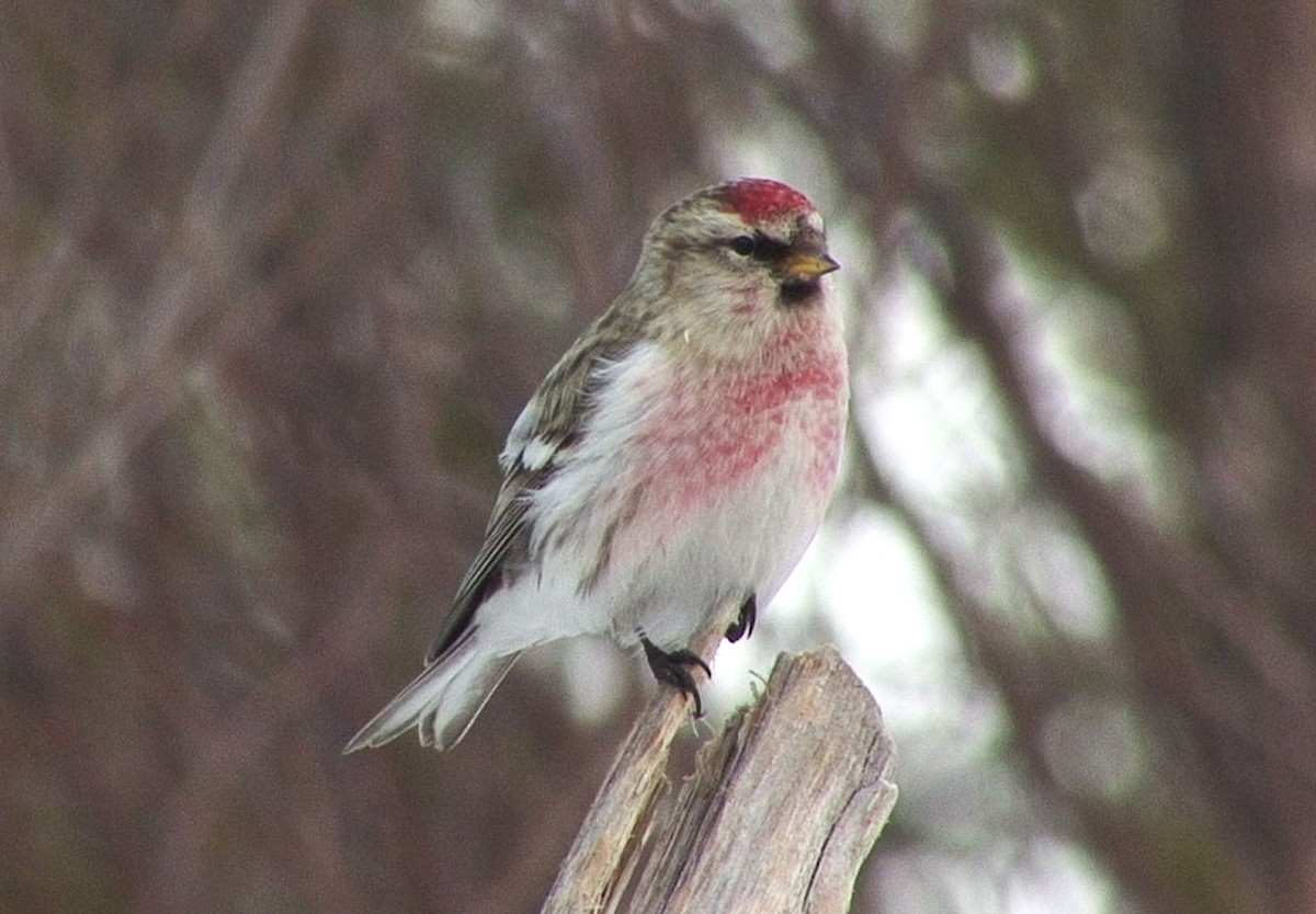 Common Redpoll (flammea) - ML205056421