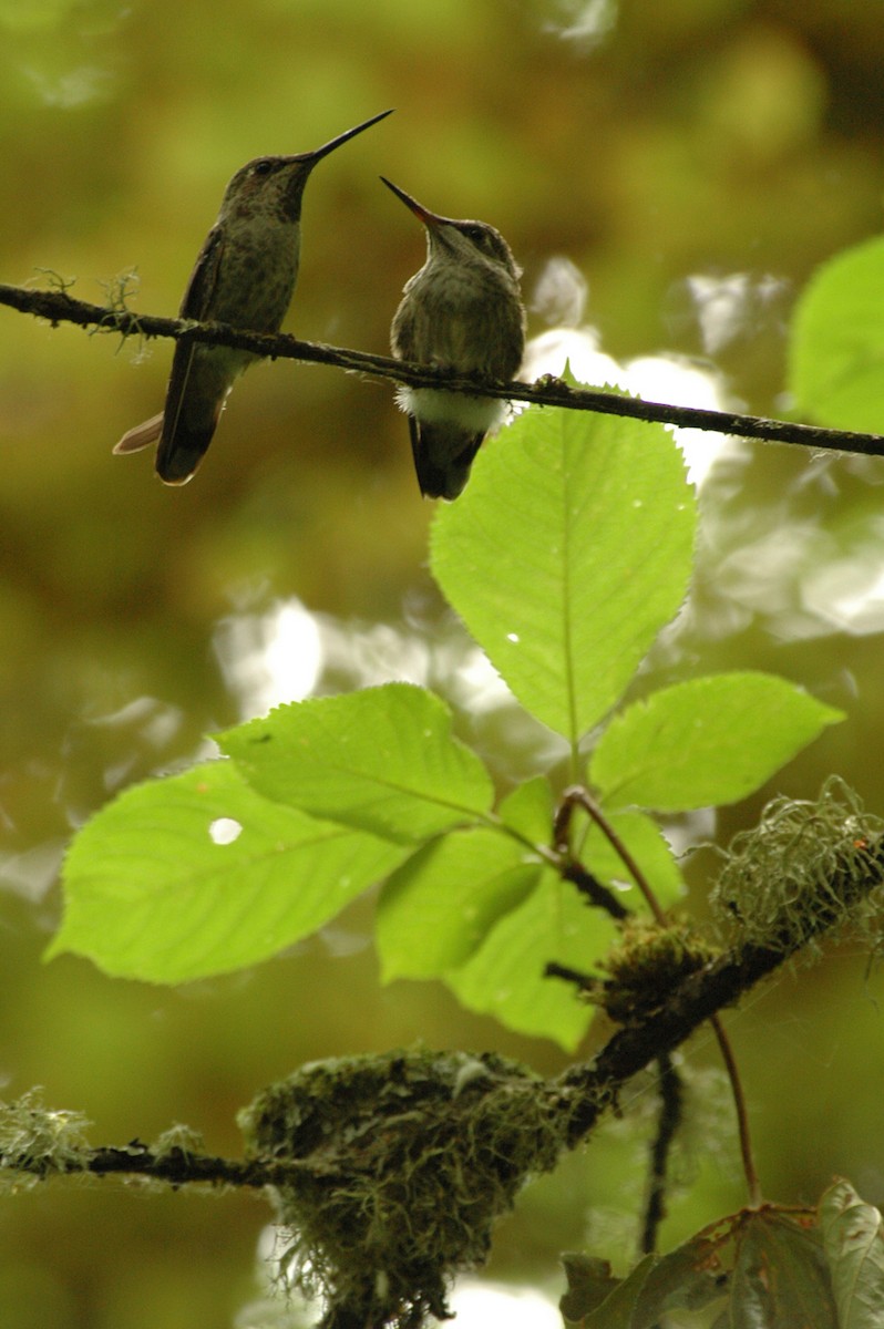 kalypta růžovohlavá - ML205056571