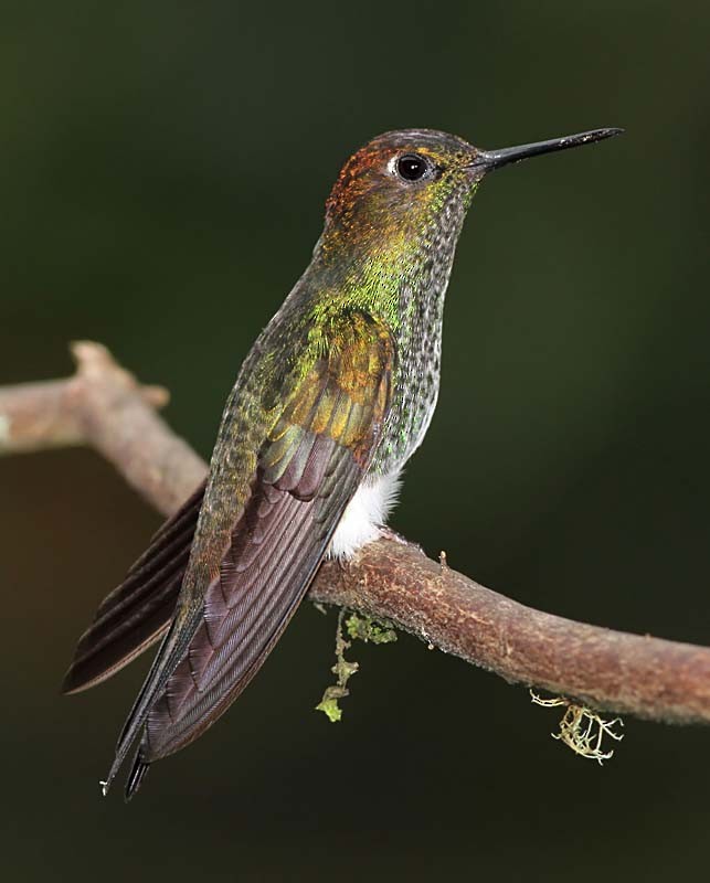 kolibřík zelenkavý - ML205056791