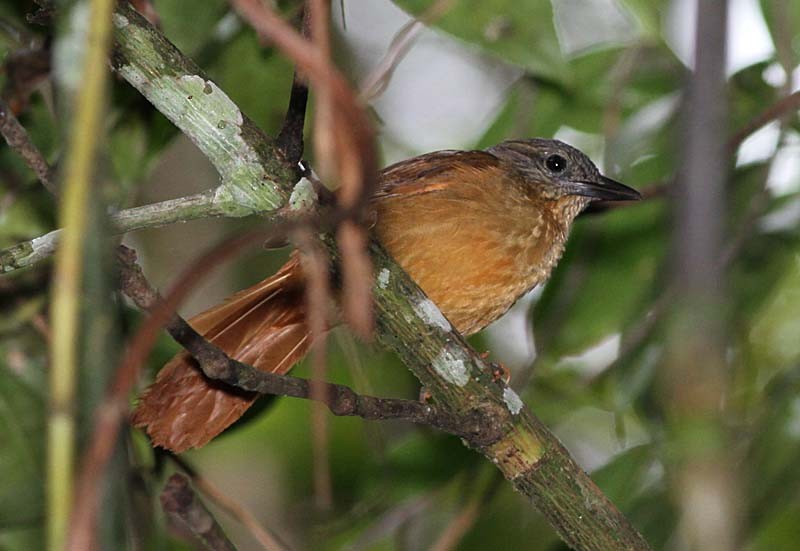 Streak-capped Treehunter - ML205056801