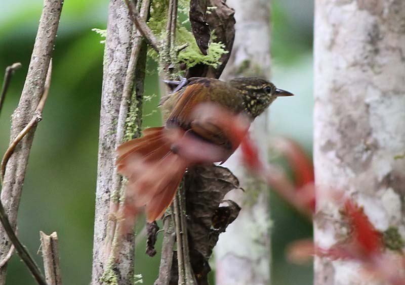 Rusty-winged Barbtail - ML205056851