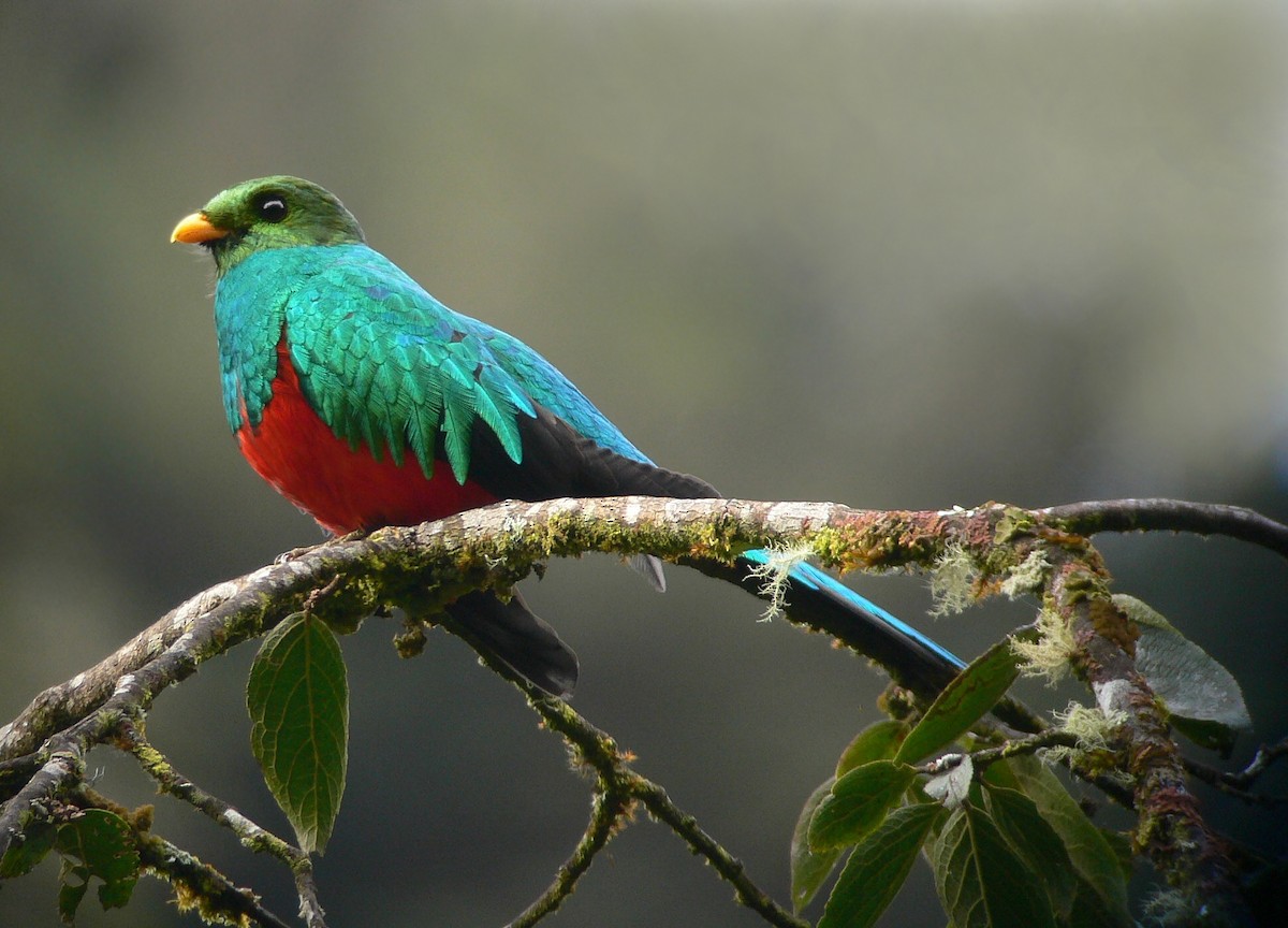 Golden-headed Quetzal - ML205056881