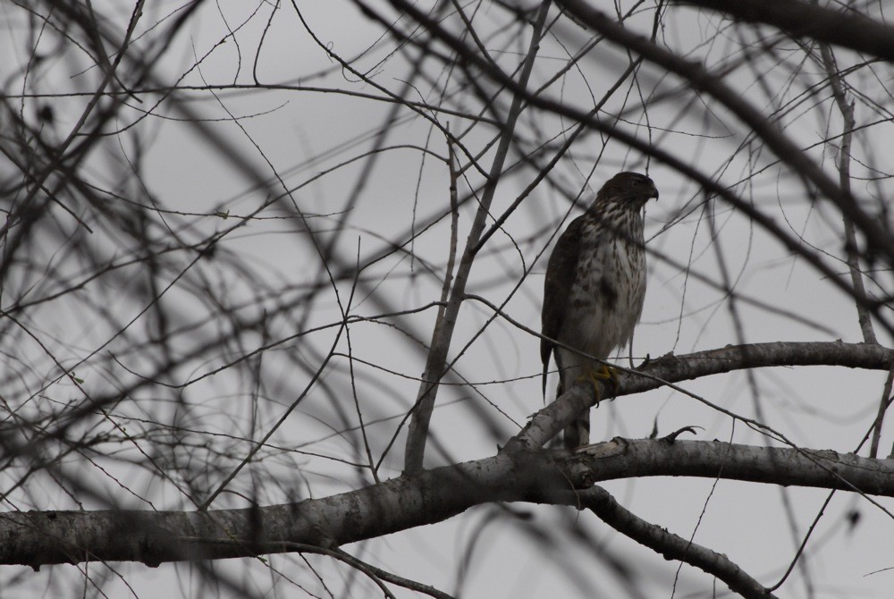 Cooper's Hawk - ML205057121