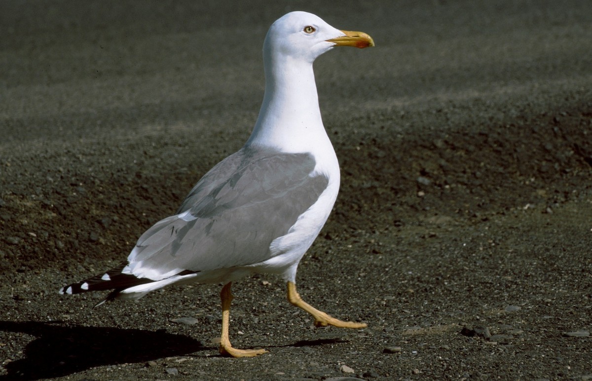 Yellow-legged Gull (atlantis) - Georges Olioso
