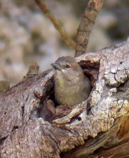 Sahel Bush Sparrow - Josep del Hoyo