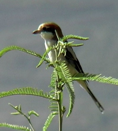 Woodchat Shrike - Josep del Hoyo