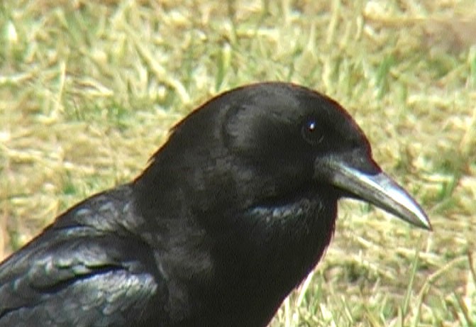 Cape Crow - Josep del Hoyo