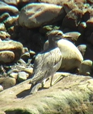 Senegal Thick-knee - Josep del Hoyo