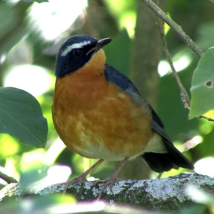 Indian Blue Robin - ML205058021