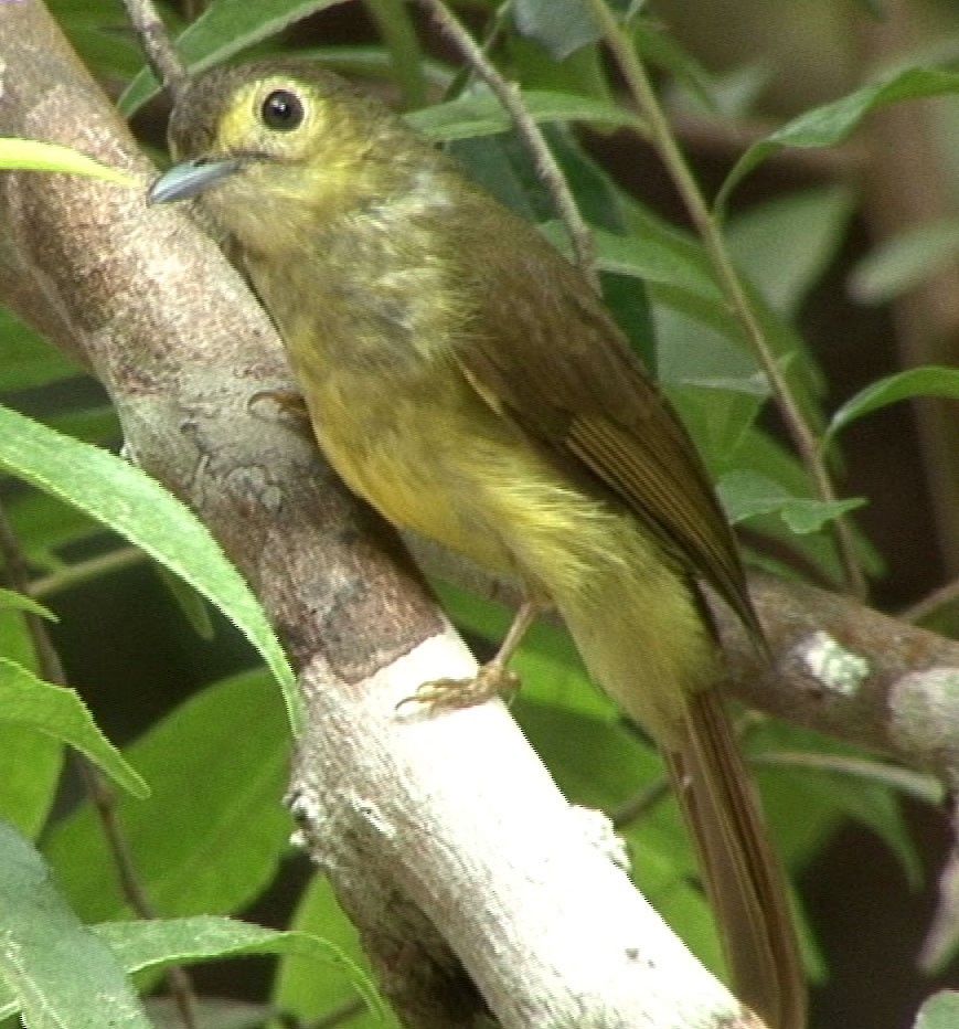 Hairy-backed Bulbul - ML205058061