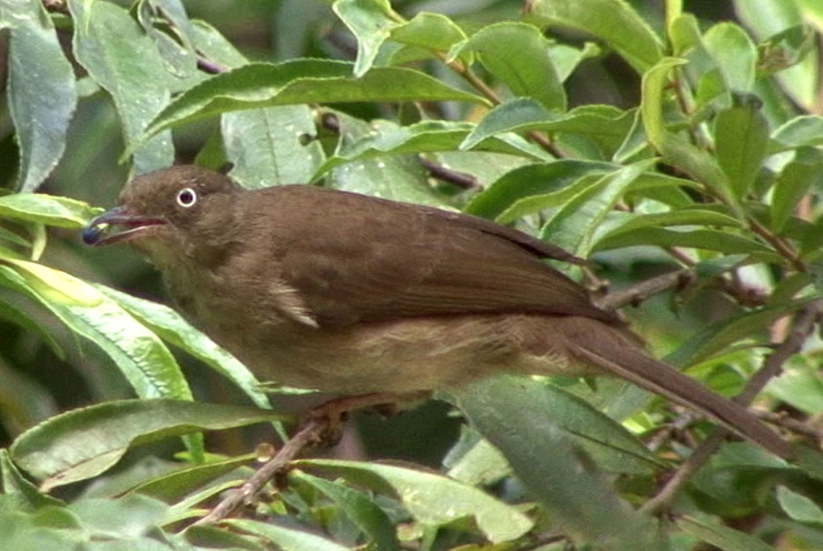 Bulbul aux yeux blancs (simplex/halizonus) - ML205058081