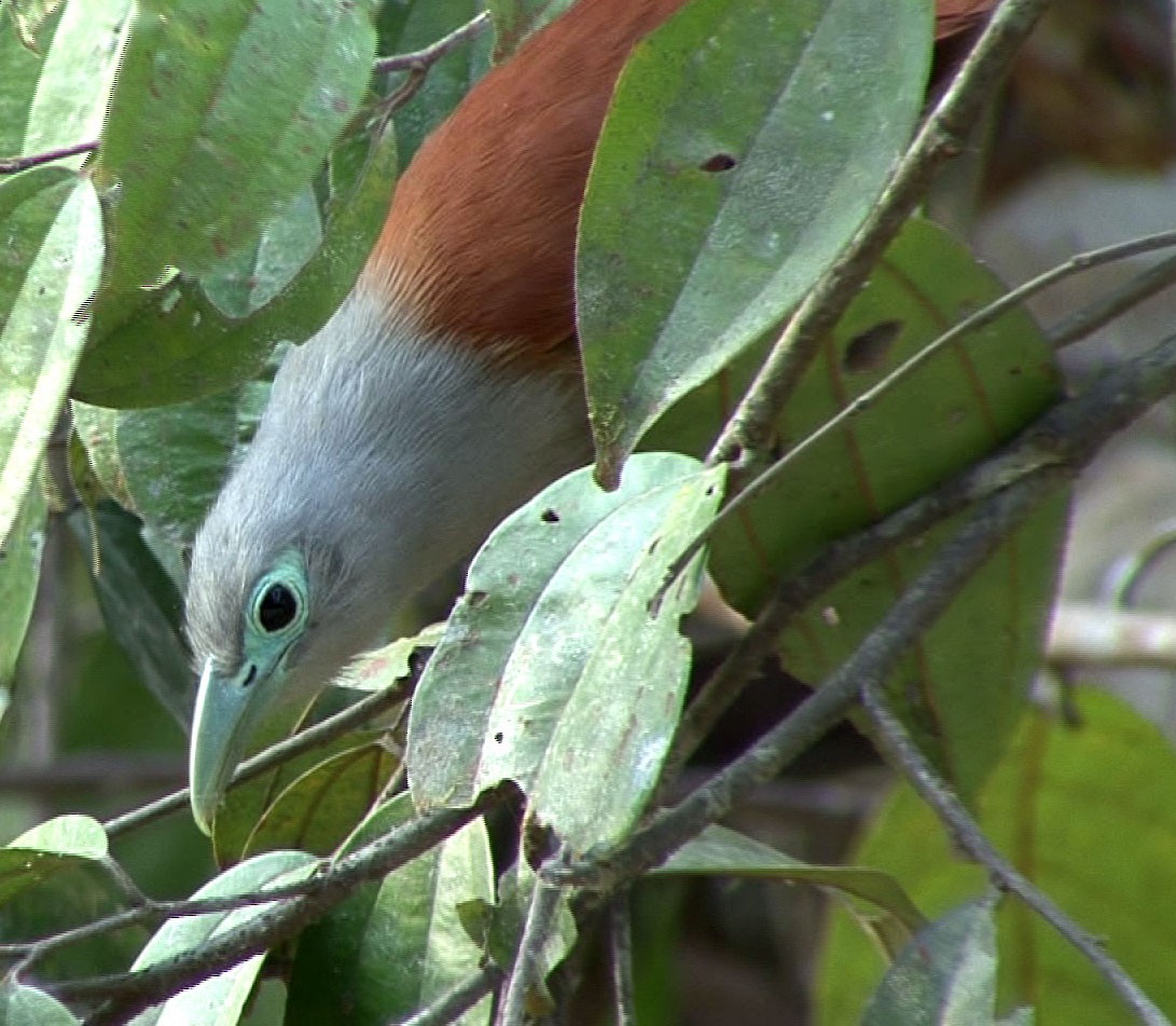 Raffles's Malkoha - ML205058091